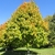 Medium dense rounded habit with colored leaves in the canopy