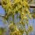 Bunches of gold-yellow male flowers with 2"-4" long umbels