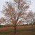 Habit in fall with visible branches and sparse orange leaves