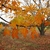 Orange, yellow & green colors on leaves in fall