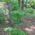 Straight erect habit of a seedling
