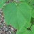 Light green leaves with 3-5 oval shallow lobes & terminal points