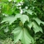 Pendulous yellow blooms & embossed-looking leaves on a stem