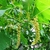 Green leaves & several yellow pendulous racemes on a stem