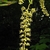 Pendulous yellow raceme of male flowers at stem tip