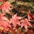 Palmately lanceolate lobed (5) bright crimson leaves in fall
