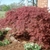 Mound-like form with crimson leaves