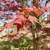 Small red flowers on stalked umbrels in spring