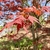 Buds/Flowers/Leaves in Spring