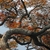 Multiple twisted mature branches with light brown & grey bark
