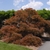 Mature tree with green tinged crimson foliage & twisted branches