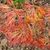 Red, orange & yellow streaks in a fern-like compound leaf - fall