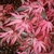 Lobed, crimson/green leaves with white margins in fall