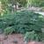 Acer palmatum 'Kiyohime' form