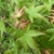 Palmately lanceolate lobed (5) green leaves with reddish border
