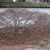 Leafless winter habit with multi trunks & spreading branches