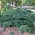 Dwarf spreading habit with layered foliage on branches.