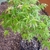 Young potted plant showing reddish border on young leaves.