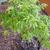 Acer palmatum 'Kiyohime' in pot