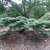 Multitrunked dwarf spreading habit