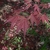 Red-purple opposite leaves on same color petioles in spring.