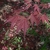 Leaves in Spring