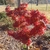 Fall Form -  Red-Orange Leaves
