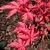 Deeply lobed (5-9) opposite leaves & red stem Red-Orange leaves