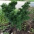 Dwarf tree with contorted dense foliage - Dark Green leaves