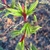 New Growth- light green leaves emerging from a red sheath