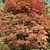 Multi-trunked rounded habit with orange-red leaves in fall