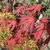 6 deeply lobed opposite crimson leaves in fall
