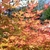 Red branches with yellow leaves having red margins in fall