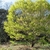 Multi-trunked rounded medium dense habit