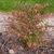 Rounded habit - young plant - green/burgundy leaves & red stems