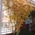 Multi trunked erect habit with yellow leaves in fall