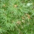 Lacy deeply dissected (pinnatisect) green opposite leaves