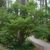 Lacy green foliage with a multitrunked spreading habit