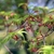 Bunches of red sepal flowers hanging from green stems in spring