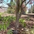 Multi-trunked with smooth light grey bark
