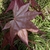 Leaf Underside in spring - red-purple with greenish tint.