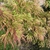 Branch with light green & light crimson feathery foliage
