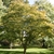 Small tree with rounded crown in lawn. Yellow-green foliage.