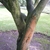 Multiple trunks showing large areas of orange, green & dark grey