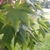 Bright green leaves with 7 deep lobes and serrated margins
