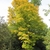 Acer palmatum 'Sangokaku'