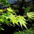 Opposite, simple veined leaves with 7 narrow pointed lobes