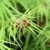 Closeup-Palmately veined leaves w/ 5-7 toothed deeply cut lobes