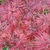 Palmately veined red leaves with 5-7 toothed deeply cut lobes