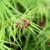 Acer palmatum var. dissectum